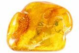 Fossil Fly (Diptera) In Baltic Amber #72182-1
